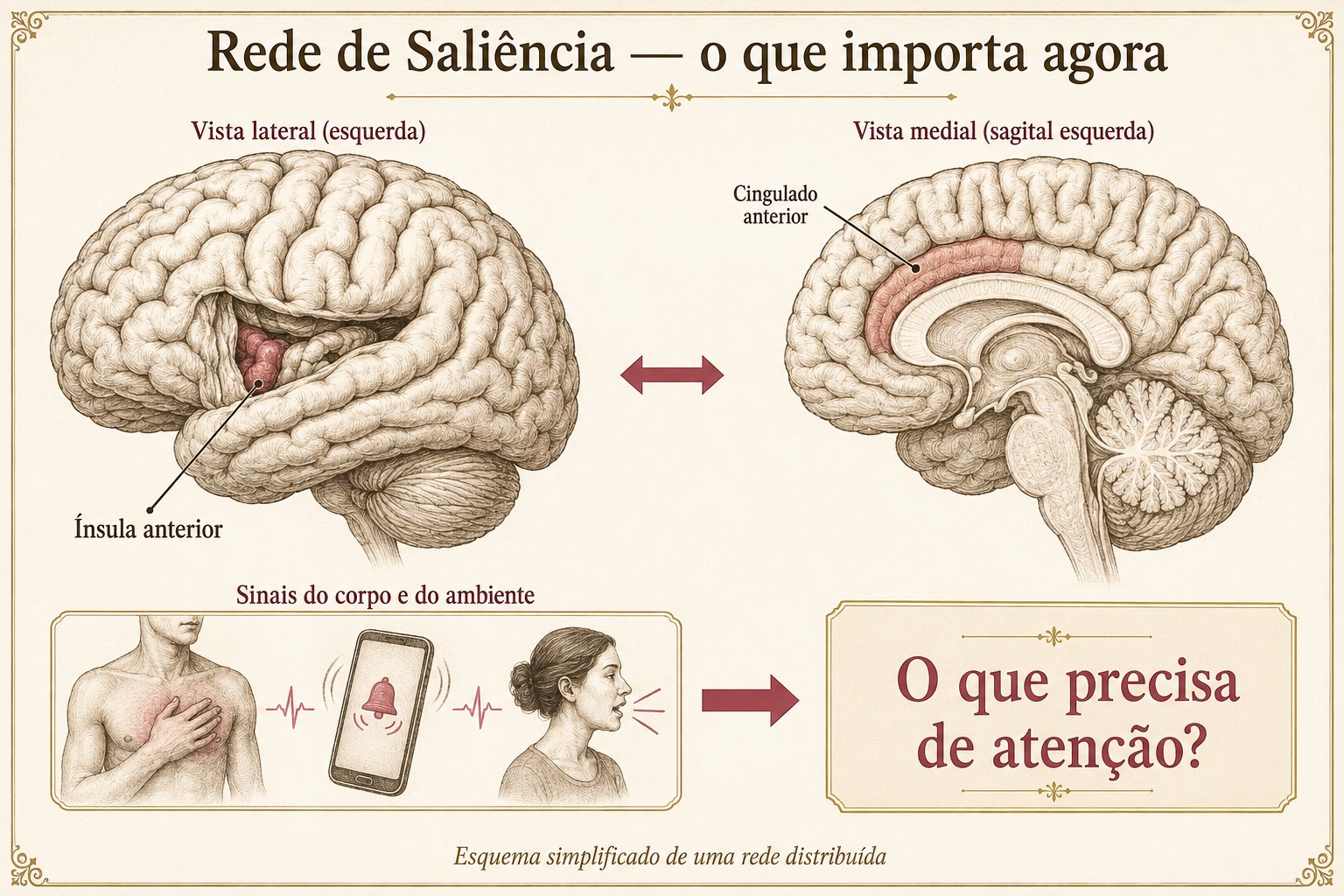 Rede de Saliência: ínsula anterior e cingulado anterior participam da identificação de sinais relevantes do corpo e do ambiente. Representação anatômica simplificada de uma rede distribuída.
